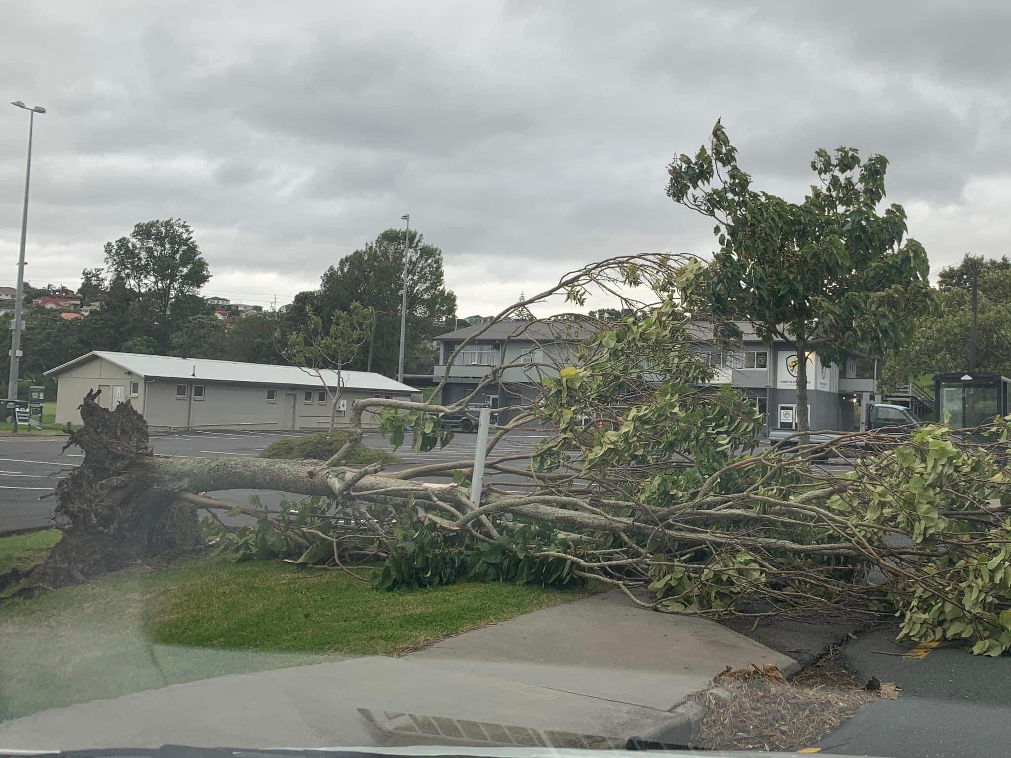 Nguoi Viet o New Zealand: Toi khong dam ngu de cap nhat tin bao hinh anh