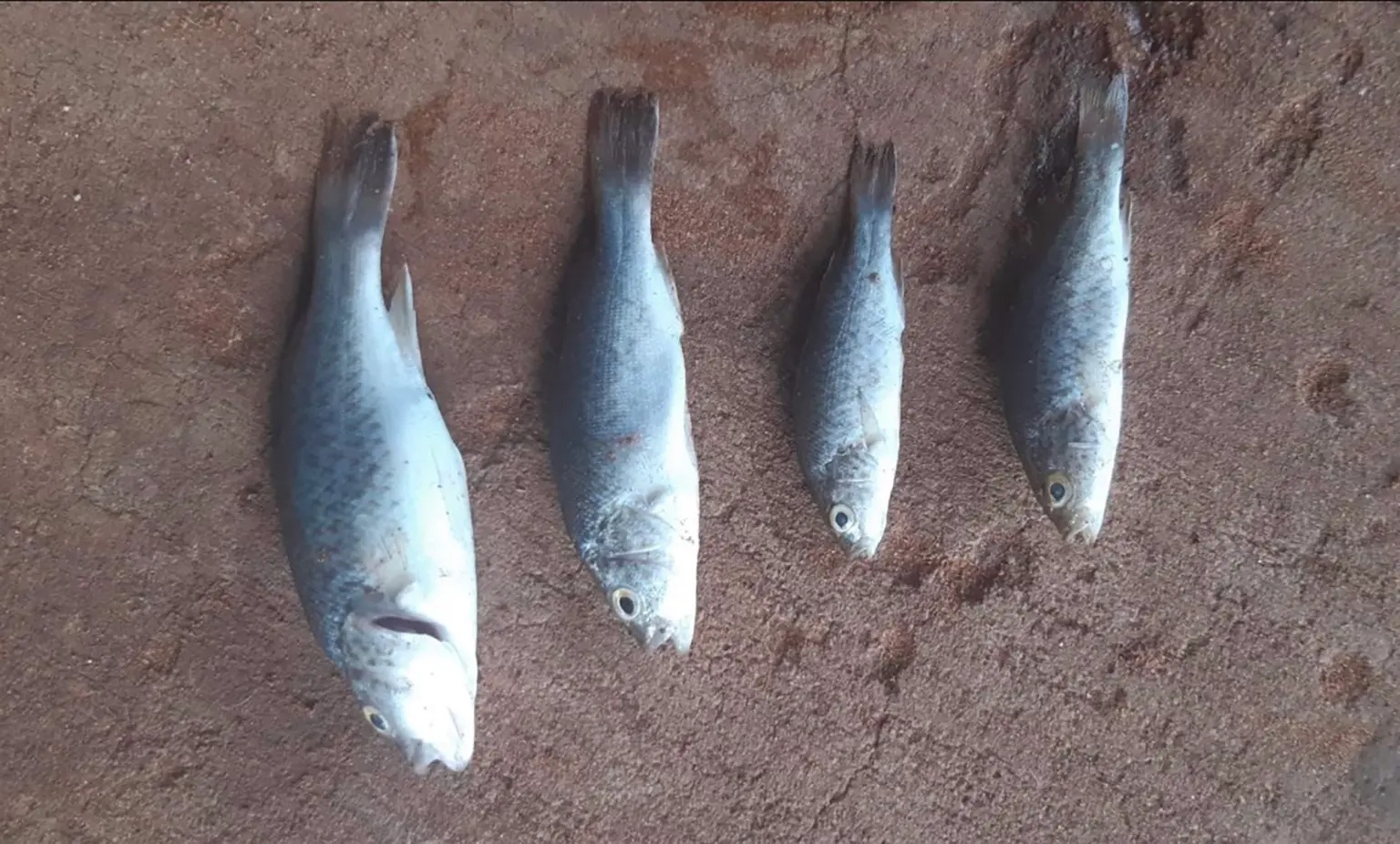 Mua ca sao bat thuong o Australia hinh anh