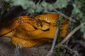 May bay ha canh khan cap o Nam Phi vi ran ho mang hinh anh