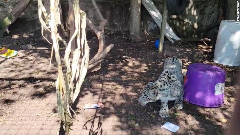 bao tuyet chet vi Covid-19 anh 1