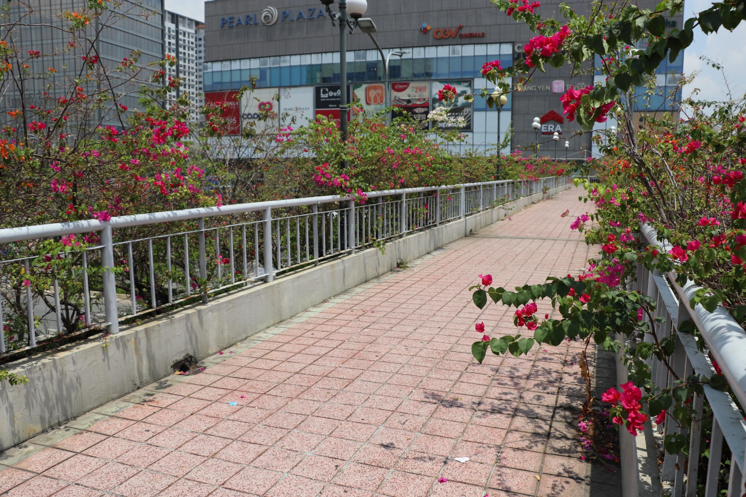 nguoi di cau vuot bo hanh anh 1