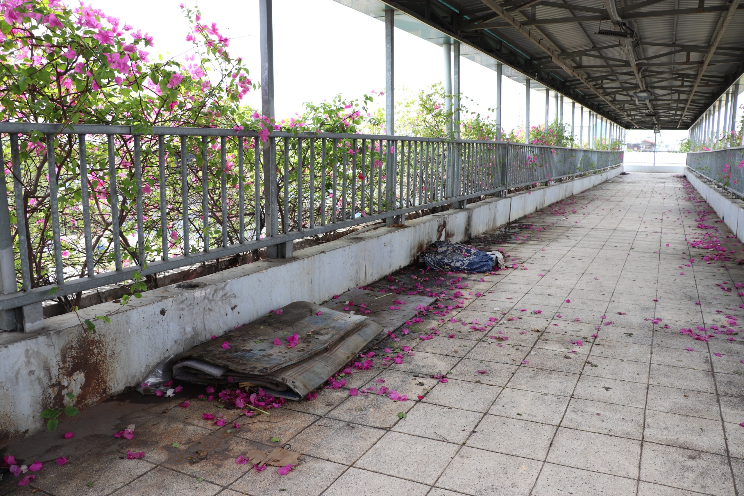 nguoi di cau vuot bo hanh anh 5