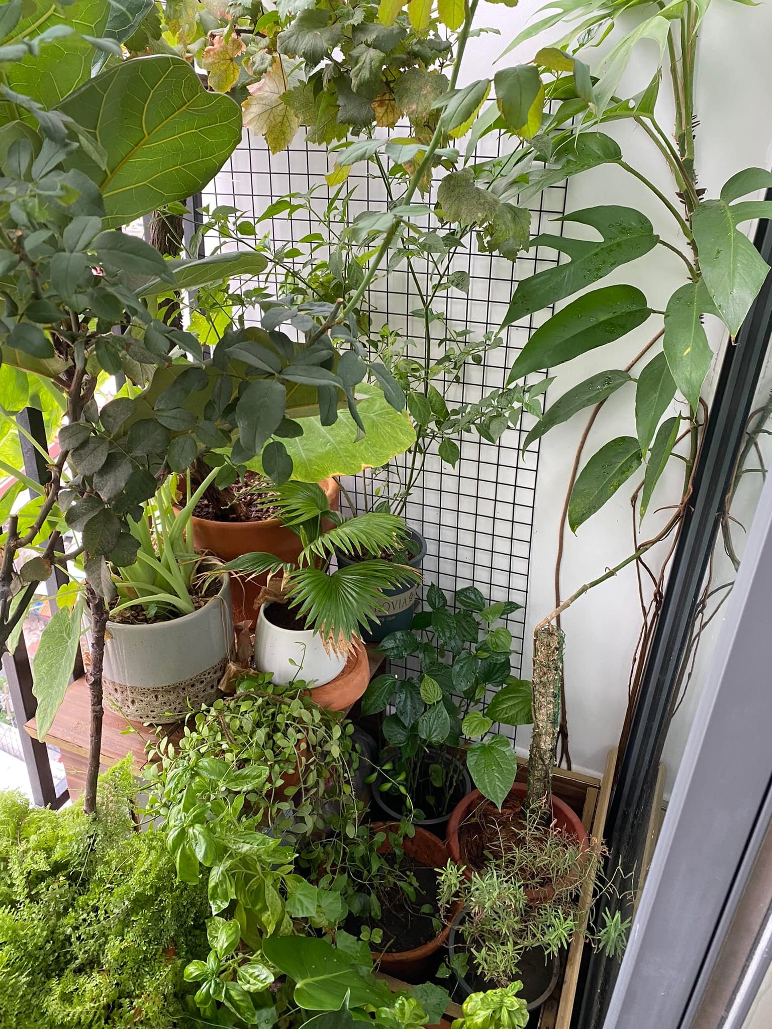 Lam vuon tren ban cong: "Nhat giong,  nhi dat,  tam can,  tu nang" anh 4