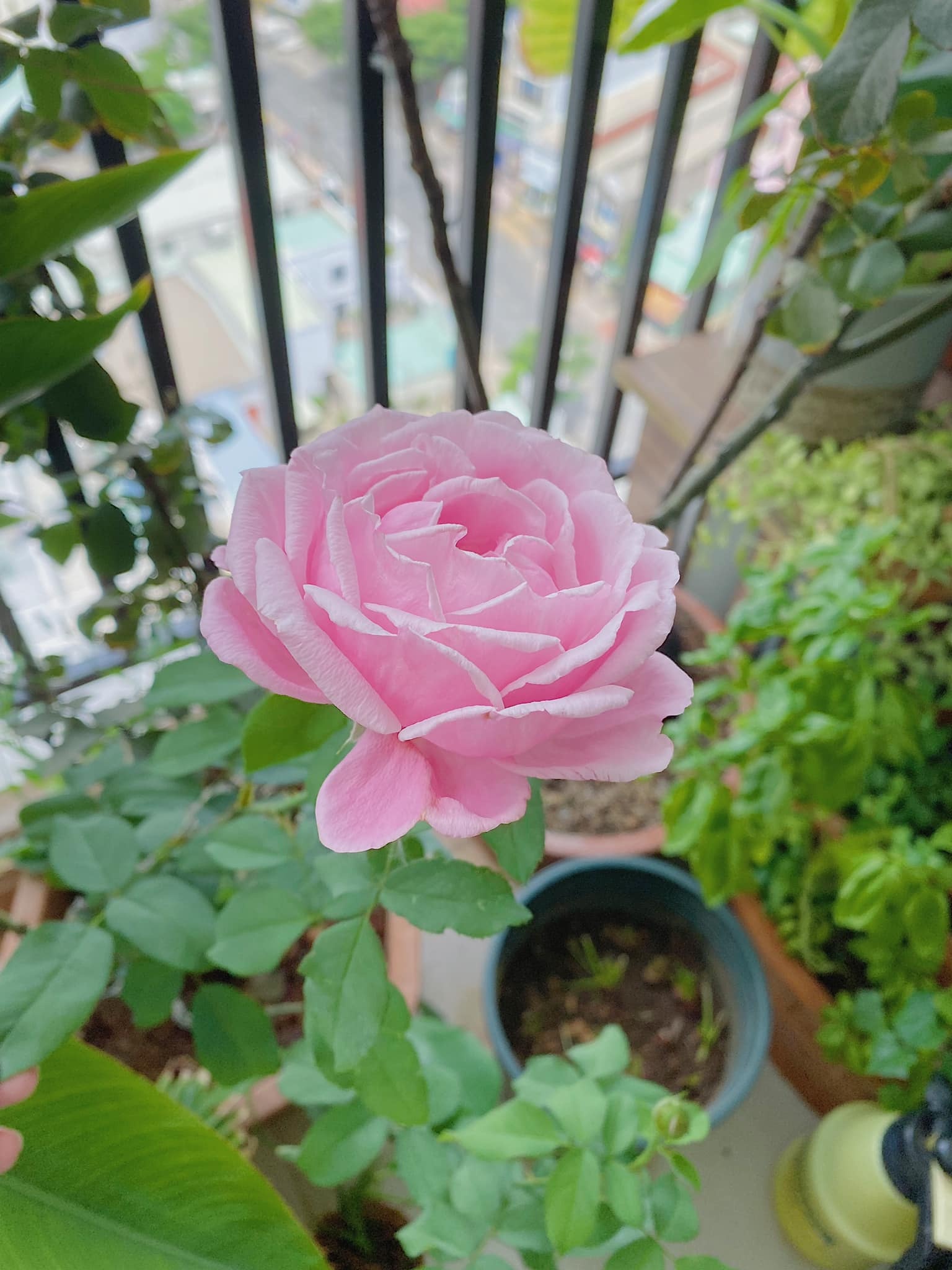 Lam vuon tren ban cong: "Nhat giong,  nhi dat,  tam can,  tu nang" anh 2