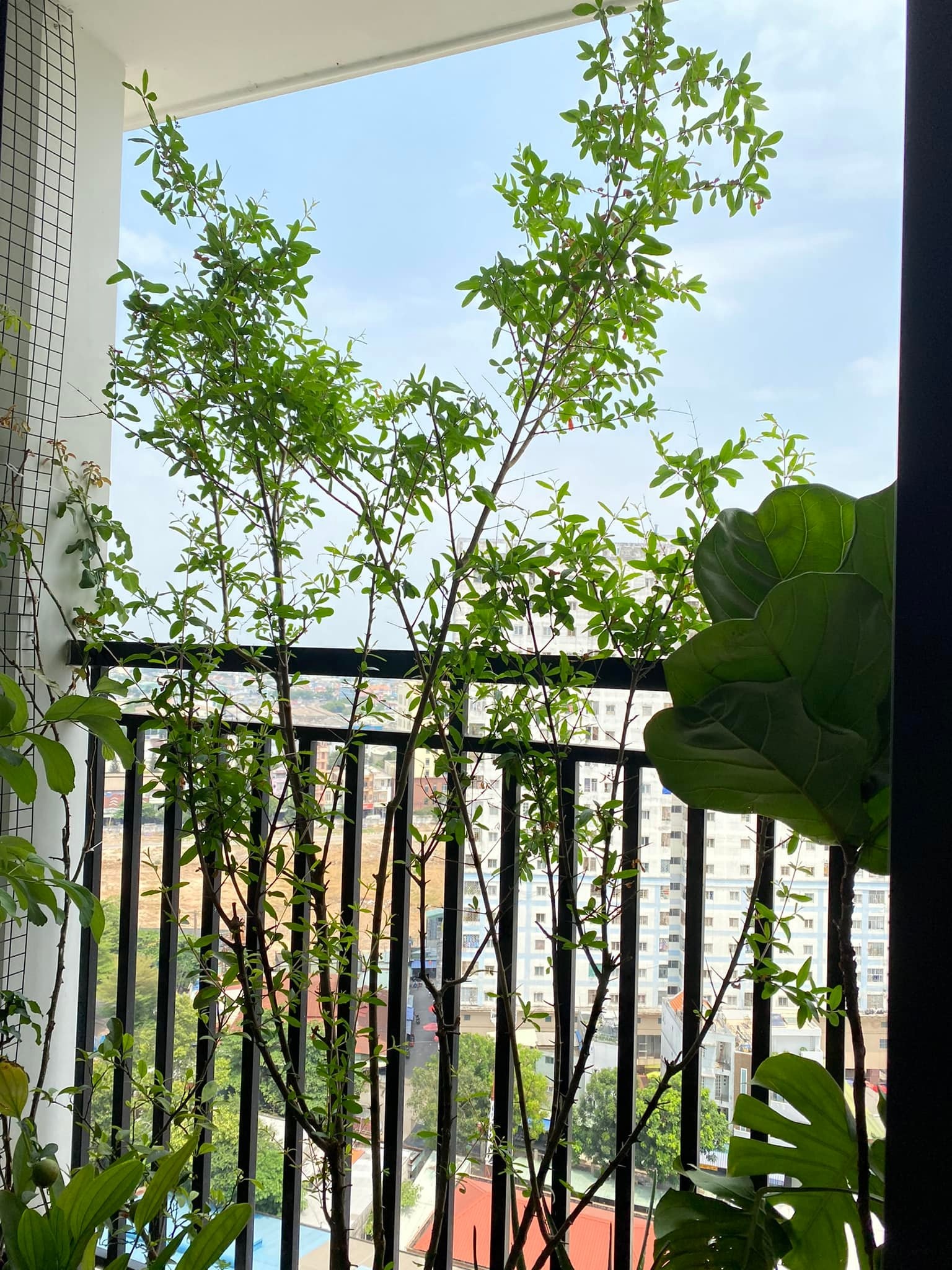 Lam vuon tren ban cong: "Nhat giong,  nhi dat,  tam can,  tu nang" anh 8