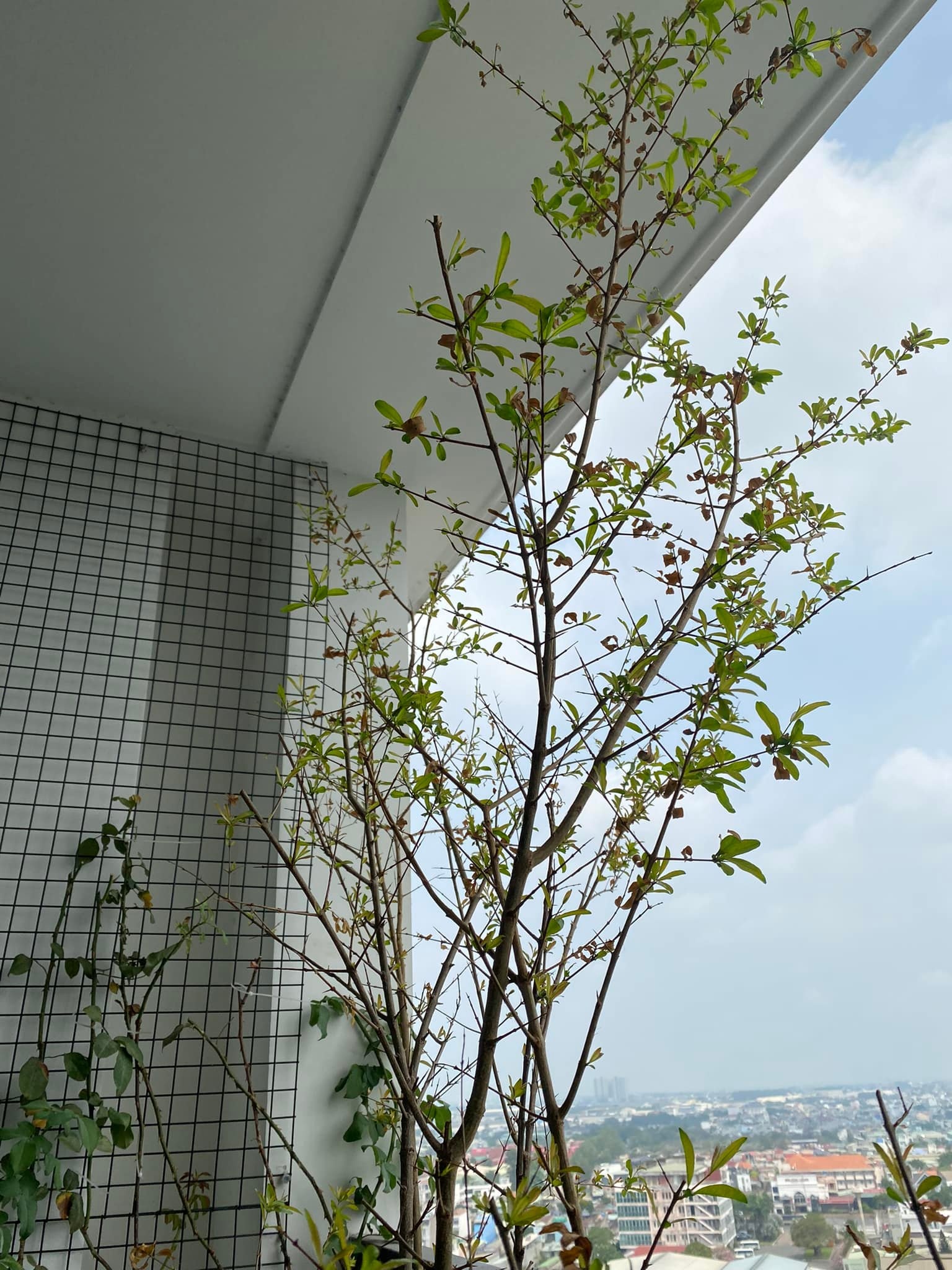 Lam vuon tren ban cong: "Nhat giong,  nhi dat,  tam can,  tu nang" anh 5