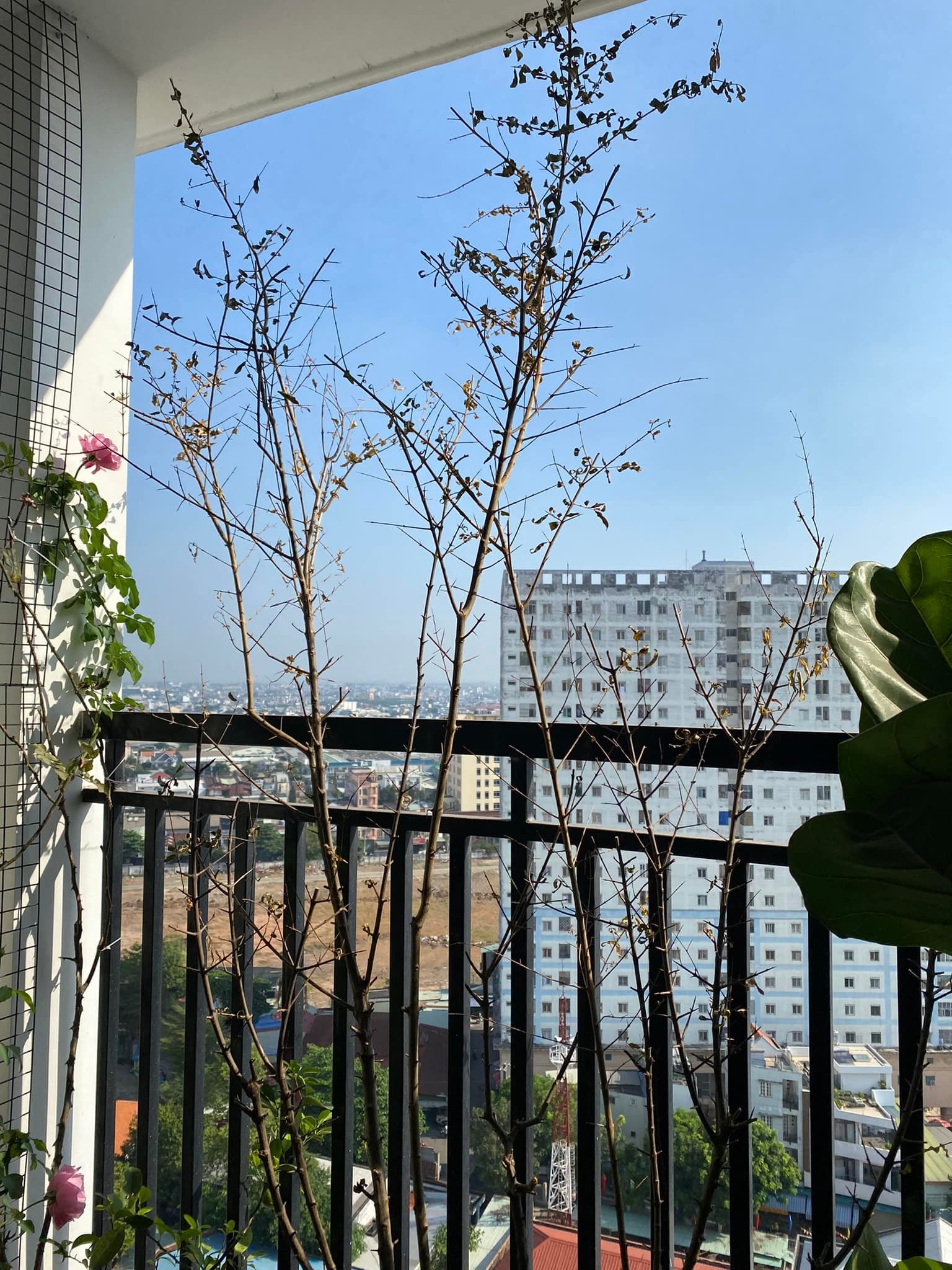 Lam vuon tren ban cong: "Nhat giong,  nhi dat,  tam can,  tu nang" anh 7