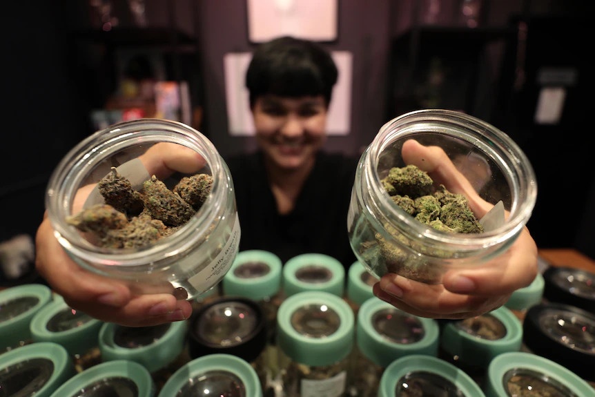 Canh tuong kho tin tai Thai Lan sau khi can sa duoc hop phap hoa hinh anh