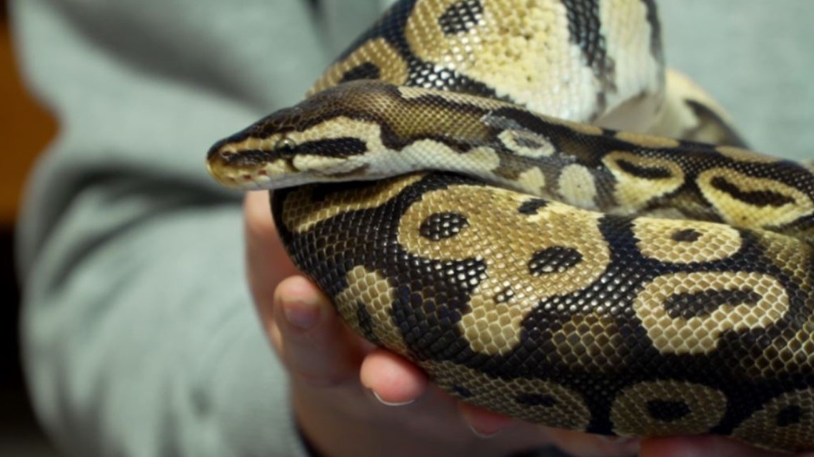 Sinh vien nuoi cho, meo, tran trong ky tuc xa de cai thien tinh than hinh anh