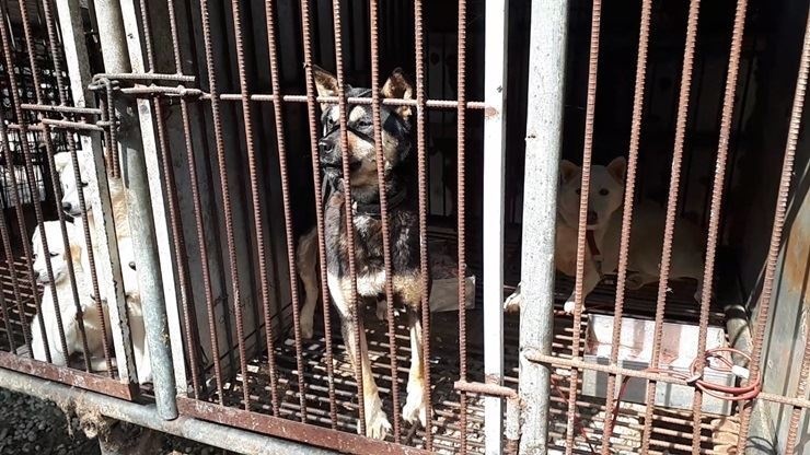 Khong duoc sang My trao doi vi nguoi dia phuong an thit cho hinh anh