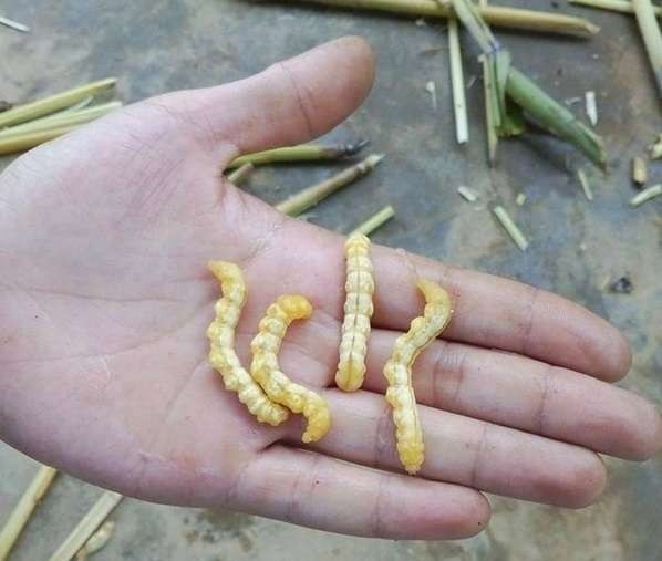 Su that sau chit bo than, trang duong hinh anh