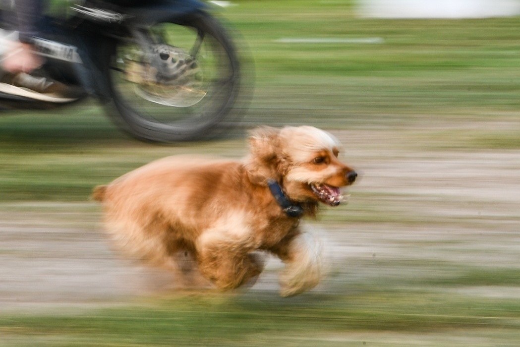 Be trai 7 tuoi o Dong Nai bi cho dai can hinh anh