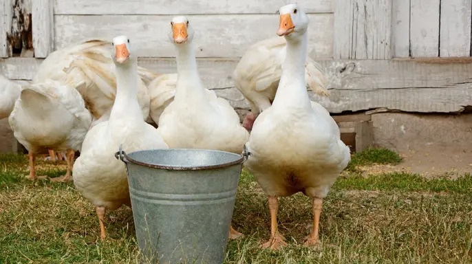 cum gia cam lay nguoi anh 1