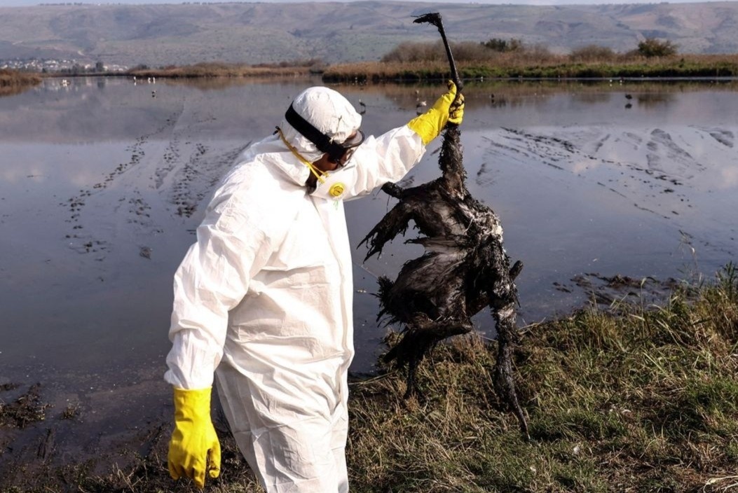 WHO lo ngai sau cai chet vi H5N1 cua be gai o Campuchia hinh anh