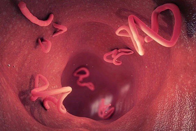 uong thuoc tay giun anh 1