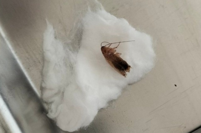 Be trai 2 tuoi bi gian song chui vao tai hinh anh