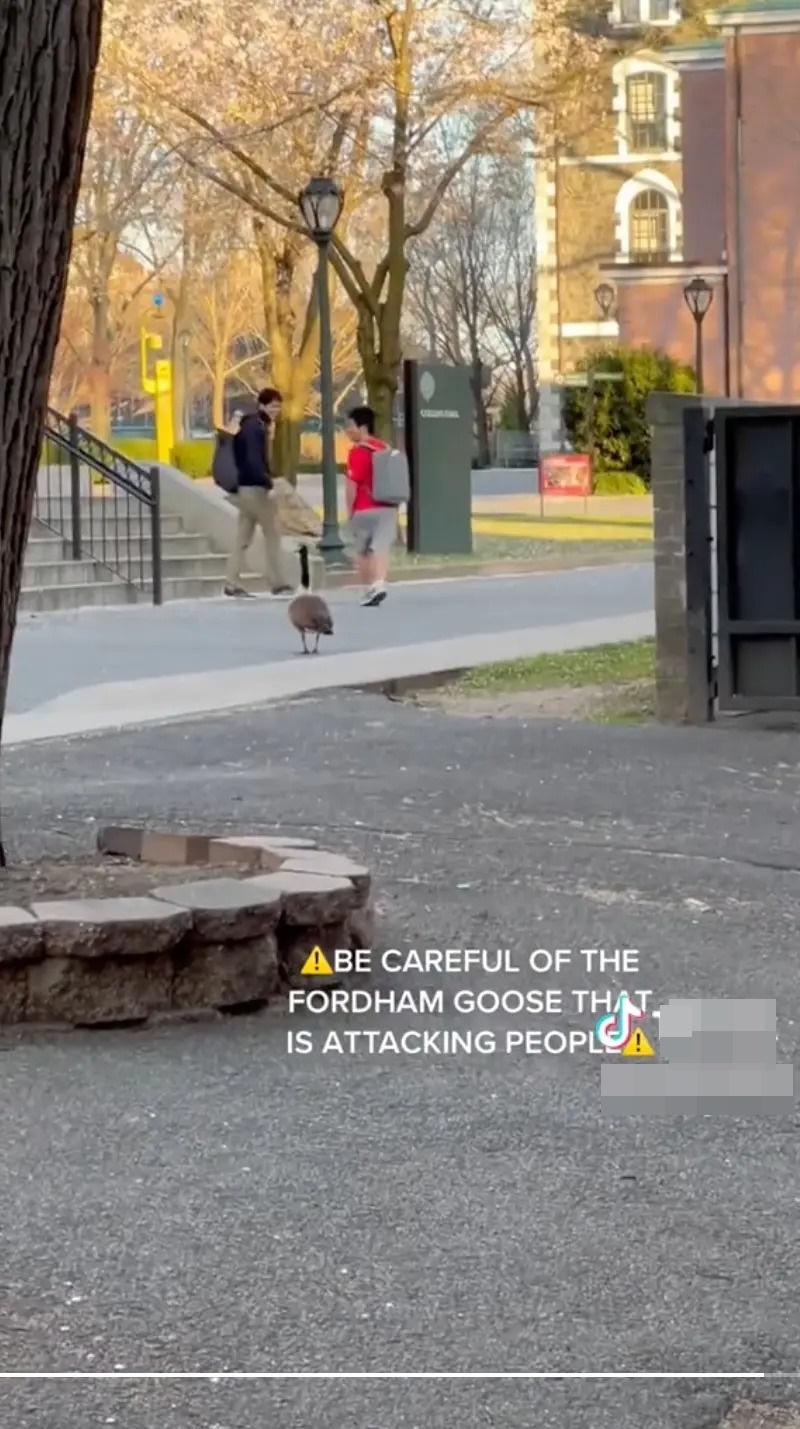 sinh vien hoang so anh 1