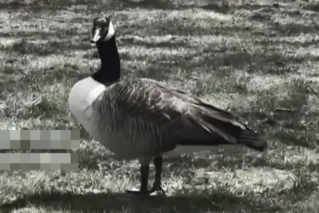 Sinh vien My hoang so vi bi ngong hoang doa trong khuon vien truong hinh anh