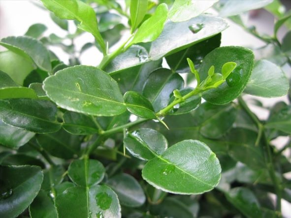 tac dung cua chanh anh 2