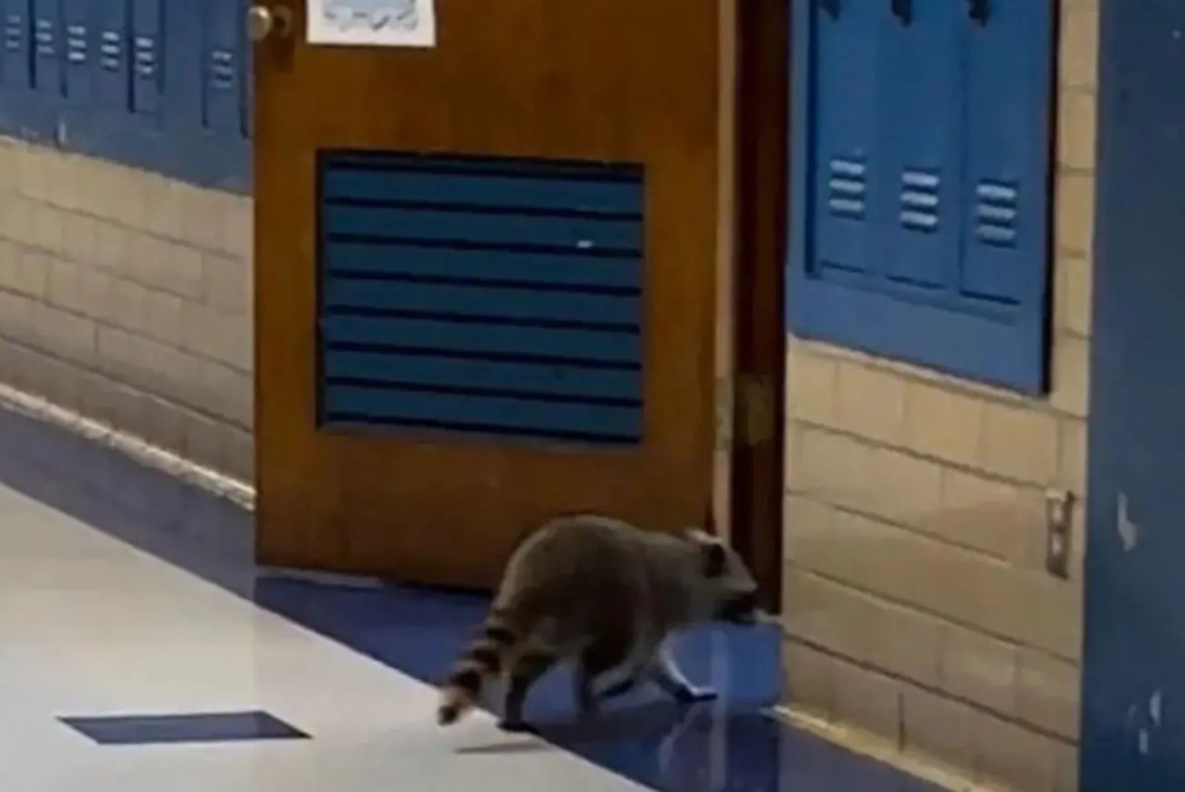 Gau meo xam chiem truong hoc My hinh anh