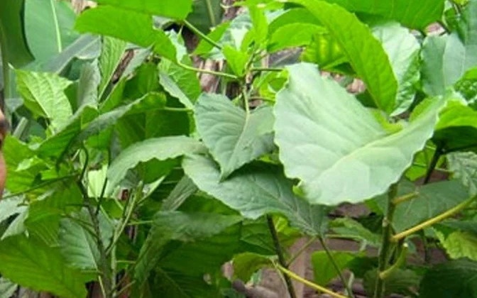 Dung la rung tri tao bon, mot nguoi o Nghe An nhap vien cap cuu hinh anh