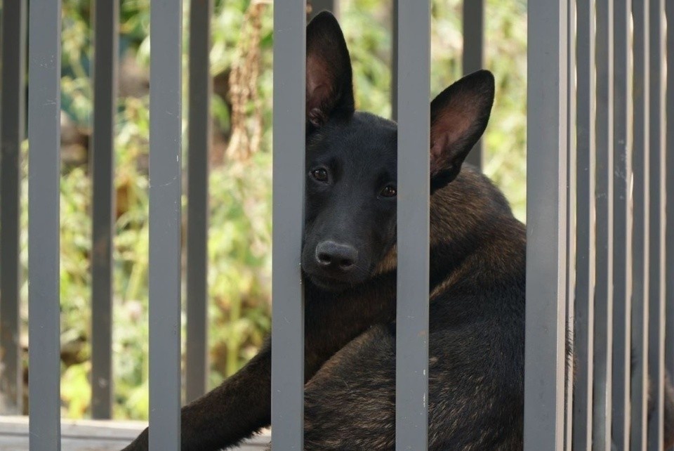 Sau mot thang bi cho nha can, be gai len con sot, co giat roi tu vong hinh anh