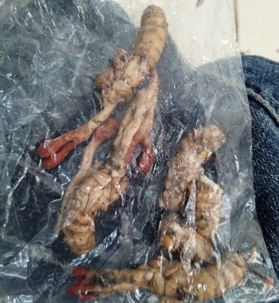 dong trung ha thao anh 1