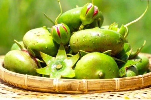 Cay moc hoang o Viet Nam, duoc nhieu nuoc tren the gioi dung lam thuoc hinh anh