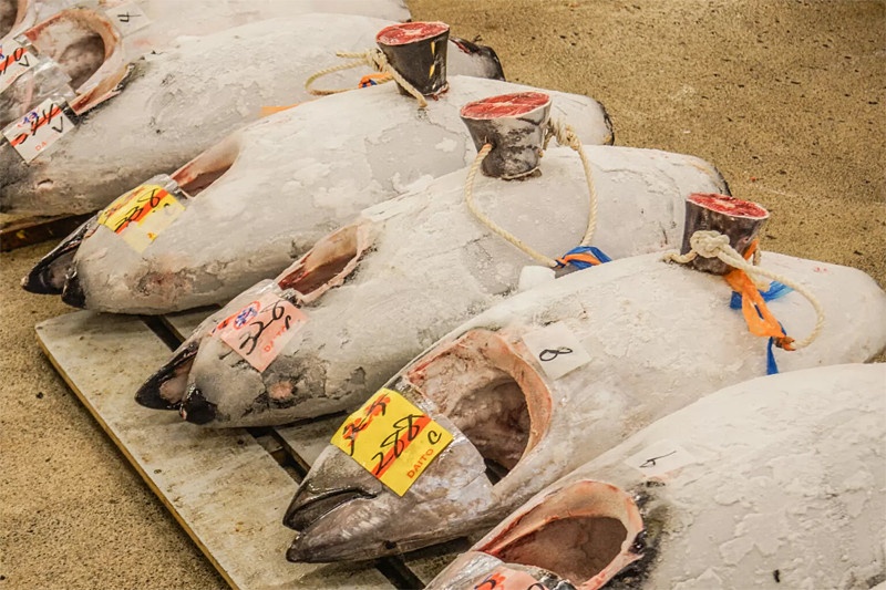 ca song nhat ban anh 1