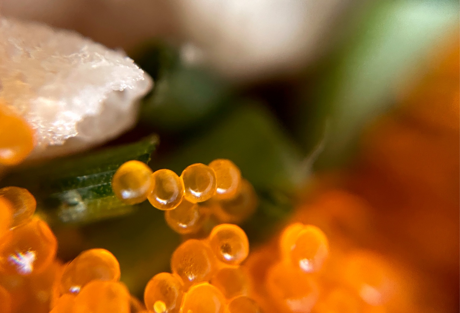 Chat beo co that su gay hai? hinh anh