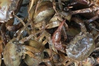 3 mon canh tu cua dong co tac dung giai nhiet, boi bo suc khoe hinh anh