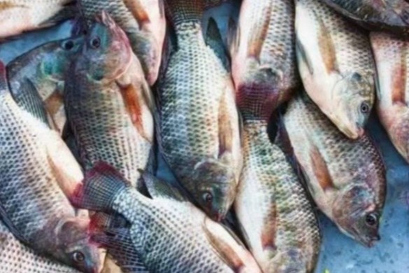 Tac hai cua ca ro phi ban phai biet cang som cang tot hinh anh