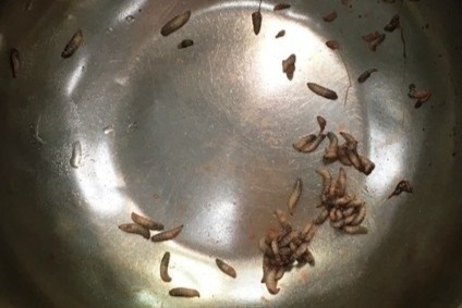 Hang chuc con gioi luc nhuc trong khi quan benh nhan hinh anh