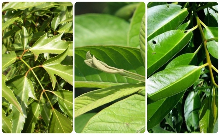 la vuon cho suc khoe anh 1