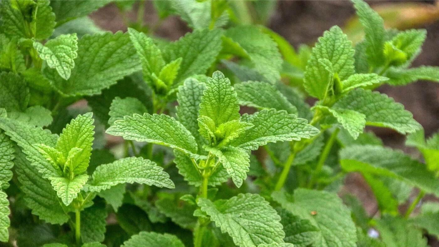 uong gi de ngu ngon anh 1