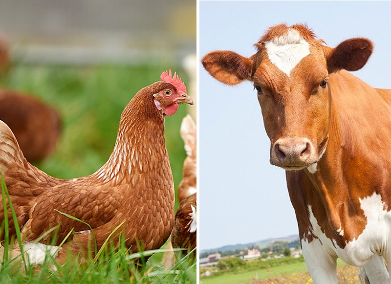 thit nao tot hon anh 1