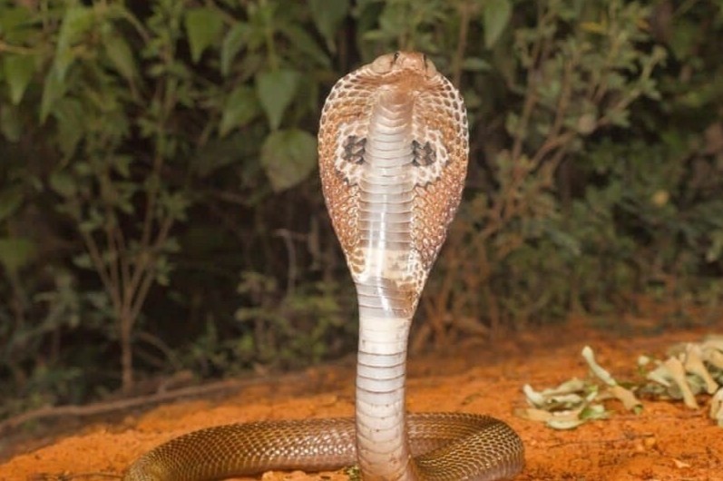 Be trai o Binh Duong bi ran ho meo can hinh anh