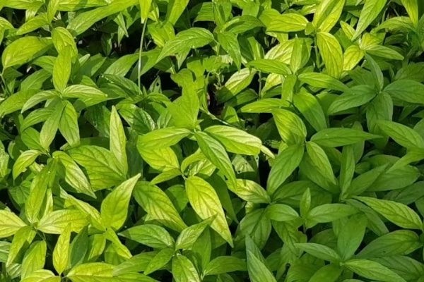 Loai cay moc bo ruong chua chat can tro te bao ung thu phat trien hinh anh