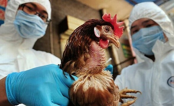 Bo Y te nhac cac dia phuong ngan chan benh cum gia cam xam nhap hinh anh