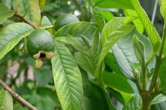 Cong dung chua benh cua la oi hinh anh