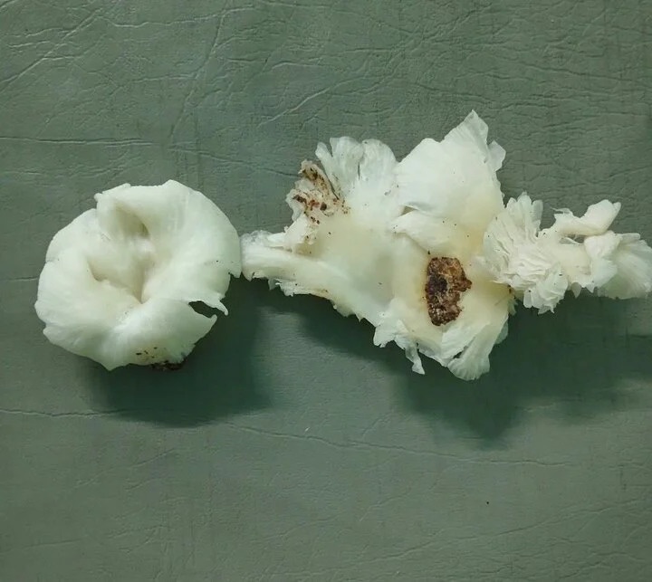 co giat do an nam anh 1