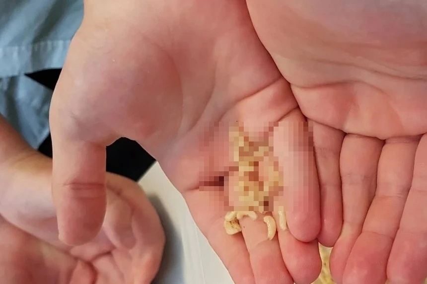 Gap hon 100 con gioi trong hoc mui nguoi dan ong hinh anh