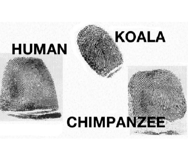 bi an dau van tay anh 2