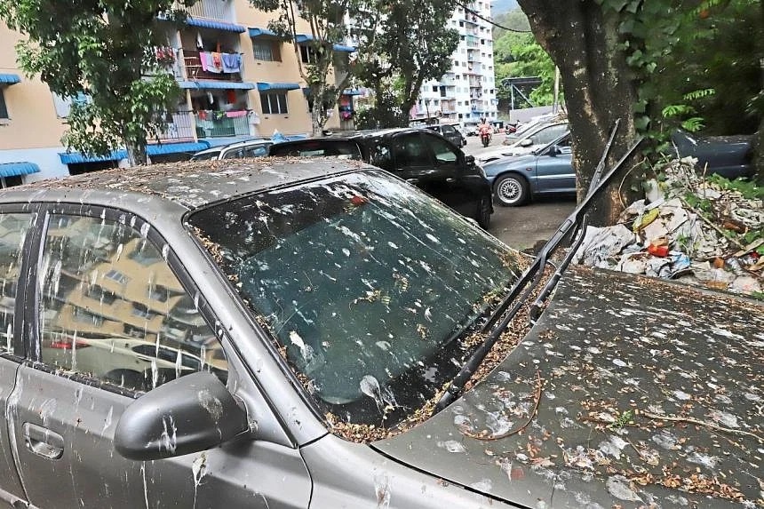 Noi nguoi dan lo ngai su xam chiem cua chim bo cau hinh anh