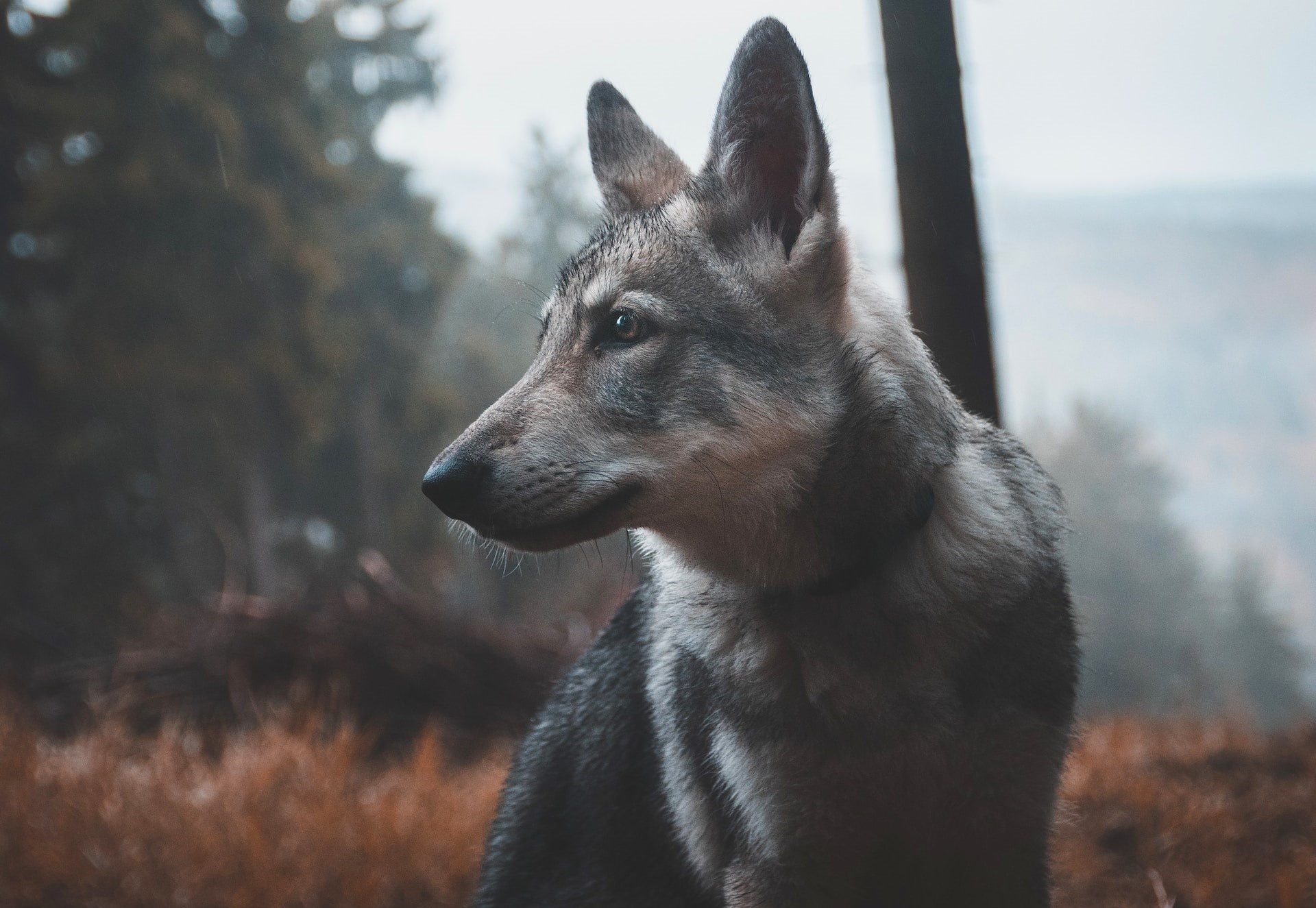 Be trai 12 tuoi bi cho H'mong coc duoi can dap nat mat hinh anh