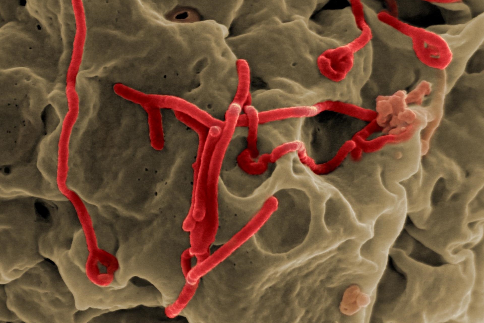 Lo ngai benh lay tu dong vat sang nguoi ngay cang phuc tap hinh anh