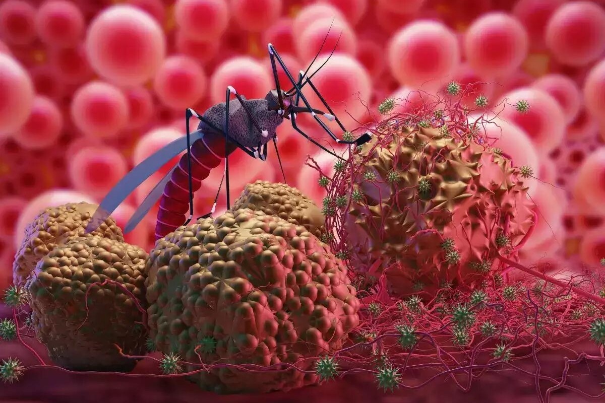 vaccine sot xuat huyet anh 1