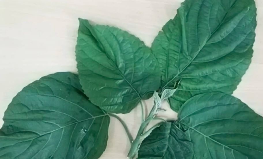 ngo doc la loc mai anh 1