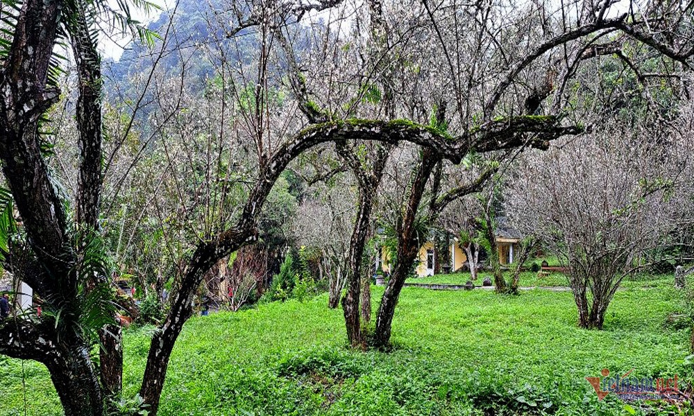 rung mo o cuc phuong anh 2