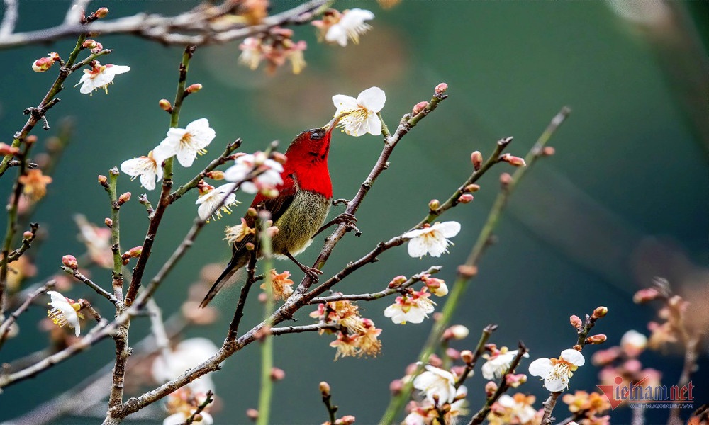 rung mo o cuc phuong anh 4